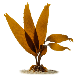 ლამინარია (Laminaria spp.)