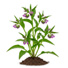 ლაშქარა (Symphytum officinale)