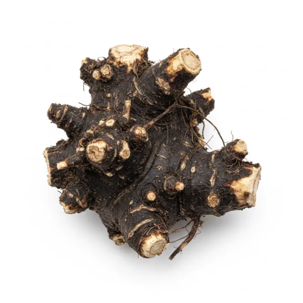 ლაშქარას ფესვი