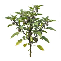 ლემა (Datura stramonium) - ეკლიანი ნაყოფი და ყვავილი