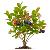 ლურჯი მოცვი (Vaccinium spp.)
