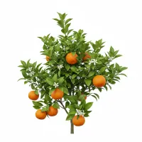 მანდარინის ხე ნაყოფით