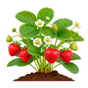 მარწყვი (Fragaria × ananassa)