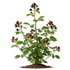 მაყვალი (Rubus fruticosus)