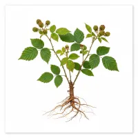 მაყვლის ფესვი - სამკურნალო მცენარე