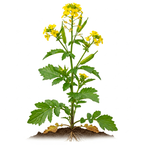 მდოგვი (Sinapis / Brassica spp.)