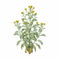 მწარე აბზინდა, Artemisia absinthium, სამკურნალო მცენარე