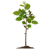 მურყანი (Alnus glutinosa)