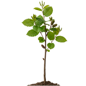 მურყანი (Alnus glutinosa)