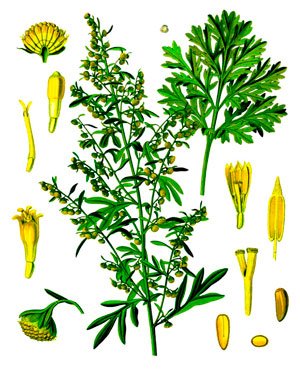 მწარე აბზინდა, Полынь горькая, Artemisia absinthium L.