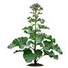ოროვანდი (Arctium lappa)