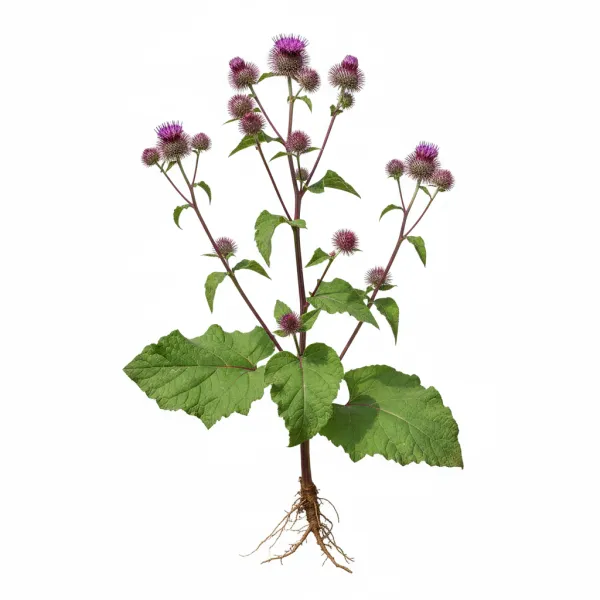 ოროვანდი