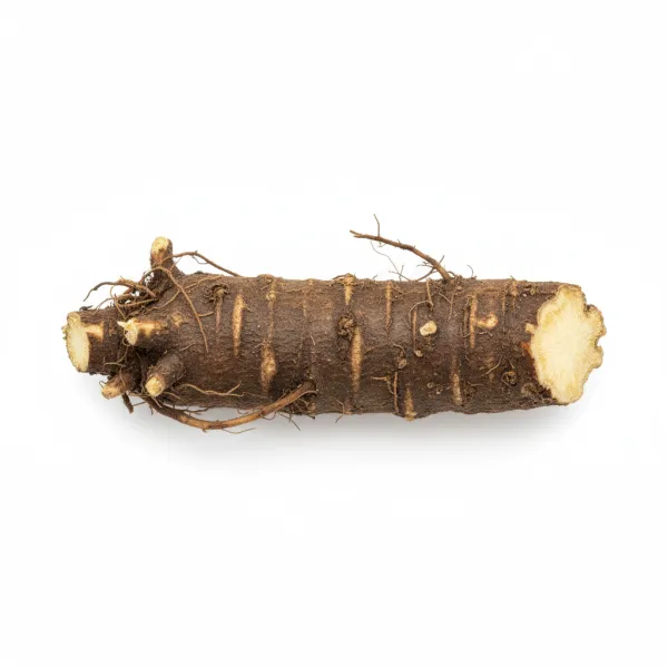 ოროვანდის ფესვი