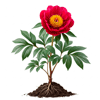 პიონი (Paeonia officinalis)