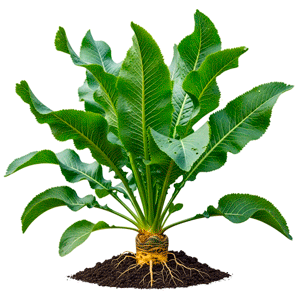 პირშუშხა (Armoracia rusticana)