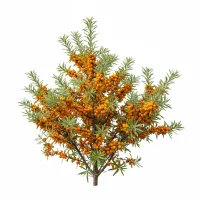 ქაცვის ნაყოფი და ფოთლები, სამკურნალო მცენარე