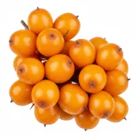 ქაცვის ნაყოფი, სამკურნალო მცენარე, ზღვის კენკრა, Hippophae rhamnoides fructus