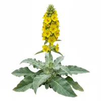 ქერიფქლა (Verbascum Thapsiforme) ყვავილები
