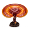 რეიში (Ganoderma lucidum)