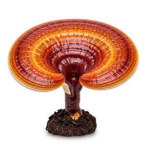 რეიში (Ganoderma lucidum)