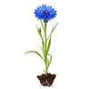 ღიღილო (Centaurea cyanus)