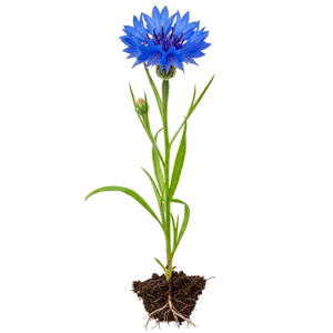ღიღილო (Centaurea cyanus)