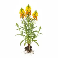 სელიჭა (Linaria vulgaris) სამკურნალო მცენარე