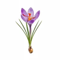 შაფრანის ყვავილი და სტიგმები