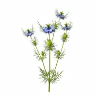 შავი კვლიავი - Nigella sativa მცენარე