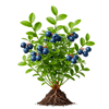 შავი მოცვი (Vaccinium myrtillus)