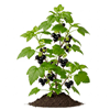შავი მოცხარი (Ribes nigrum)