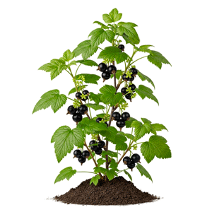 შავი მოცხარი (Ribes nigrum)