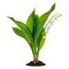 შროშანი (Convallaria majalis)