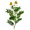 სინამაქის ფოთოლი (სენა კასია), Кассия (сенна), Cassia acutifolia Del.