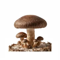 სოკო შიიტაკე - Lentinula edodes - სოკოების სურათი