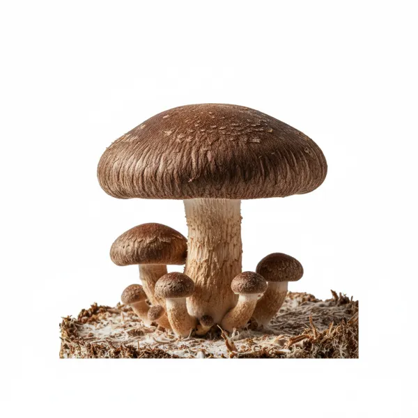 სოკო შიიტაკე