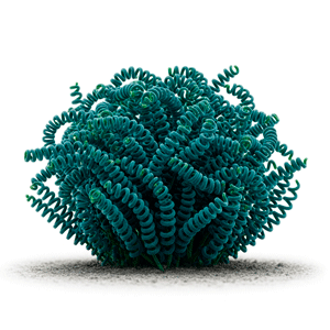 სპირულინა (Arthrospira platensis)