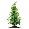 სვია (Humulus lupulus)