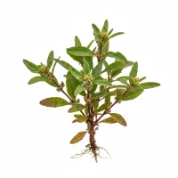 თათაბოს ფოთლები და ყვავილები, Atriplex spp.