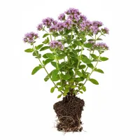 თავშავას მცენარე ყვავილობით