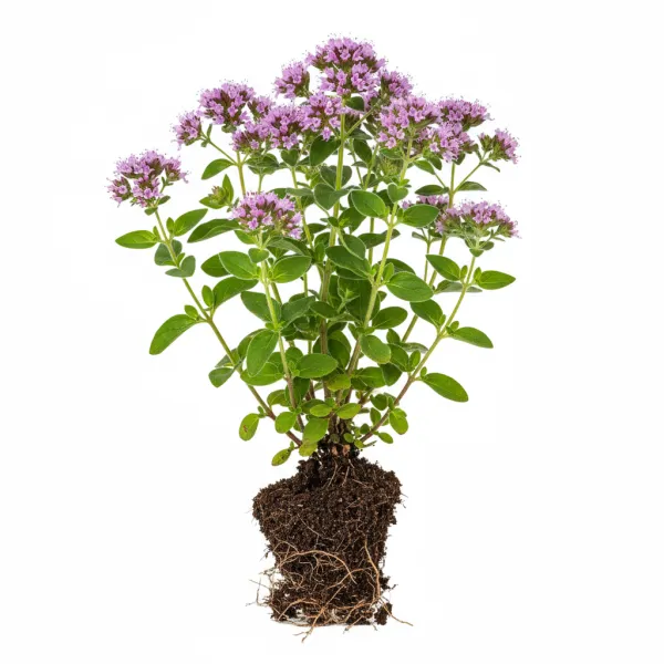 თავშავა