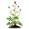 თავსისხლა (Sanguisorba officinalis)