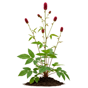 თავსისხლა (Sanguisorba officinalis)
