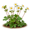 თეთრი მარწყვა-ბალახი (Potentilla alba) 