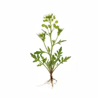 წიწმატურას ყვავილები და ფოთლები სამკურნალო მცენარის გამოსახულება