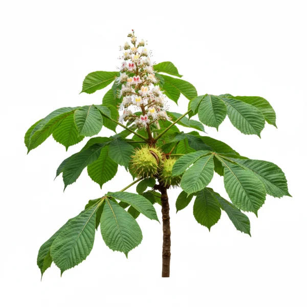 ცხენისწაბლა