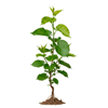 თუთა (Morus spp.)