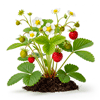 ტყის მარწყვი (Fragaria vesca)