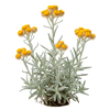 უკვდავა (Helichrysum arenarium)