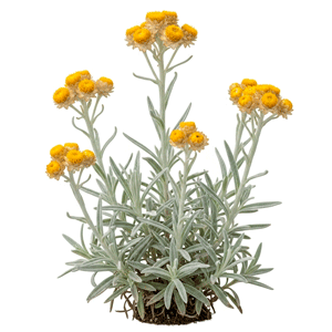 უკვდავა (Helichrysum arenarium)